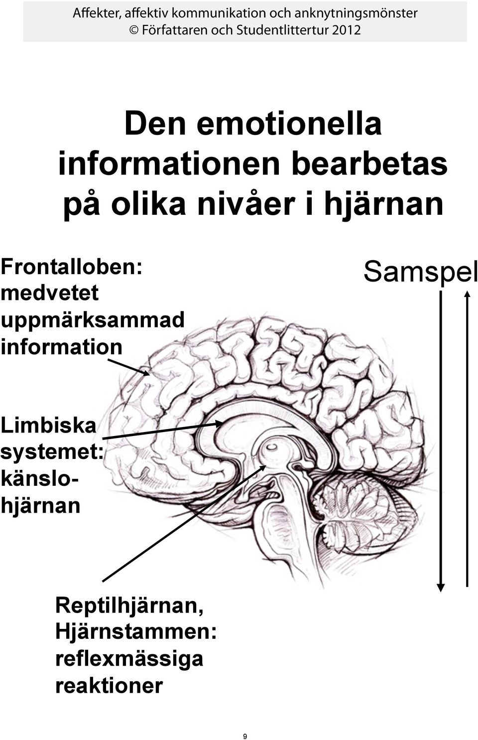 uppmärksammad information Samspel Limbiska systemet: