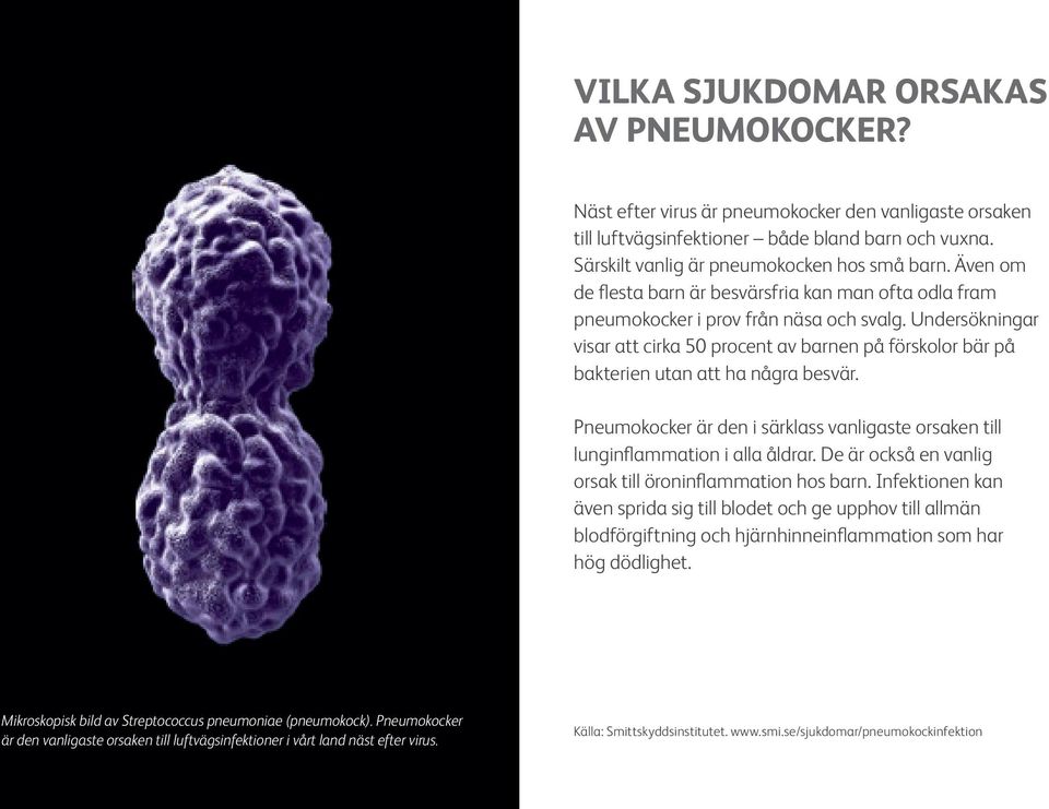 Undersökningar visar att cirka 50 procent av barnen på förskolor bär på bakterien utan att ha några besvär. Pneumokocker är den i särklass vanligaste orsaken till lunginflammation i alla åldrar.