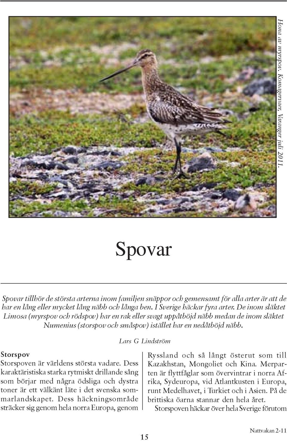 De inom släktet Limosa (myrspov och rödspov) har en rak eller svagt uppåtböjd näbb medan de inom släktet Numenius (storspov och småspov) istället har en nedåtböjd näbb.