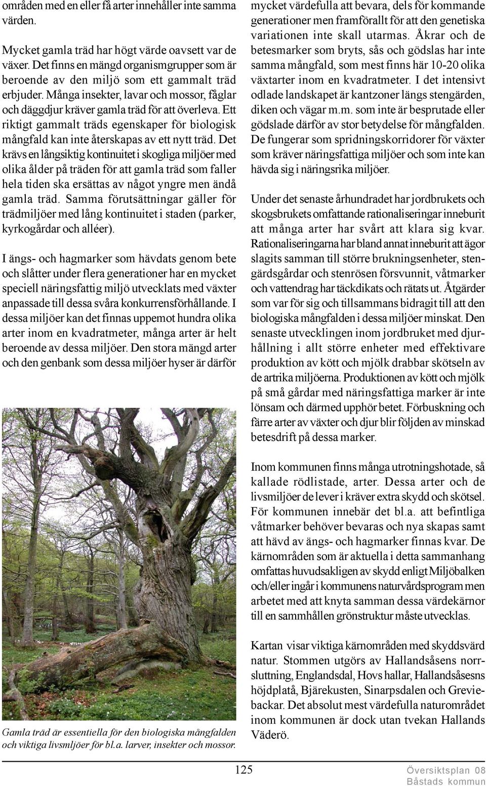 Ett riktigt gammalt träds egenskaper för biologisk mångfald kan inte återskapas av ett nytt träd.