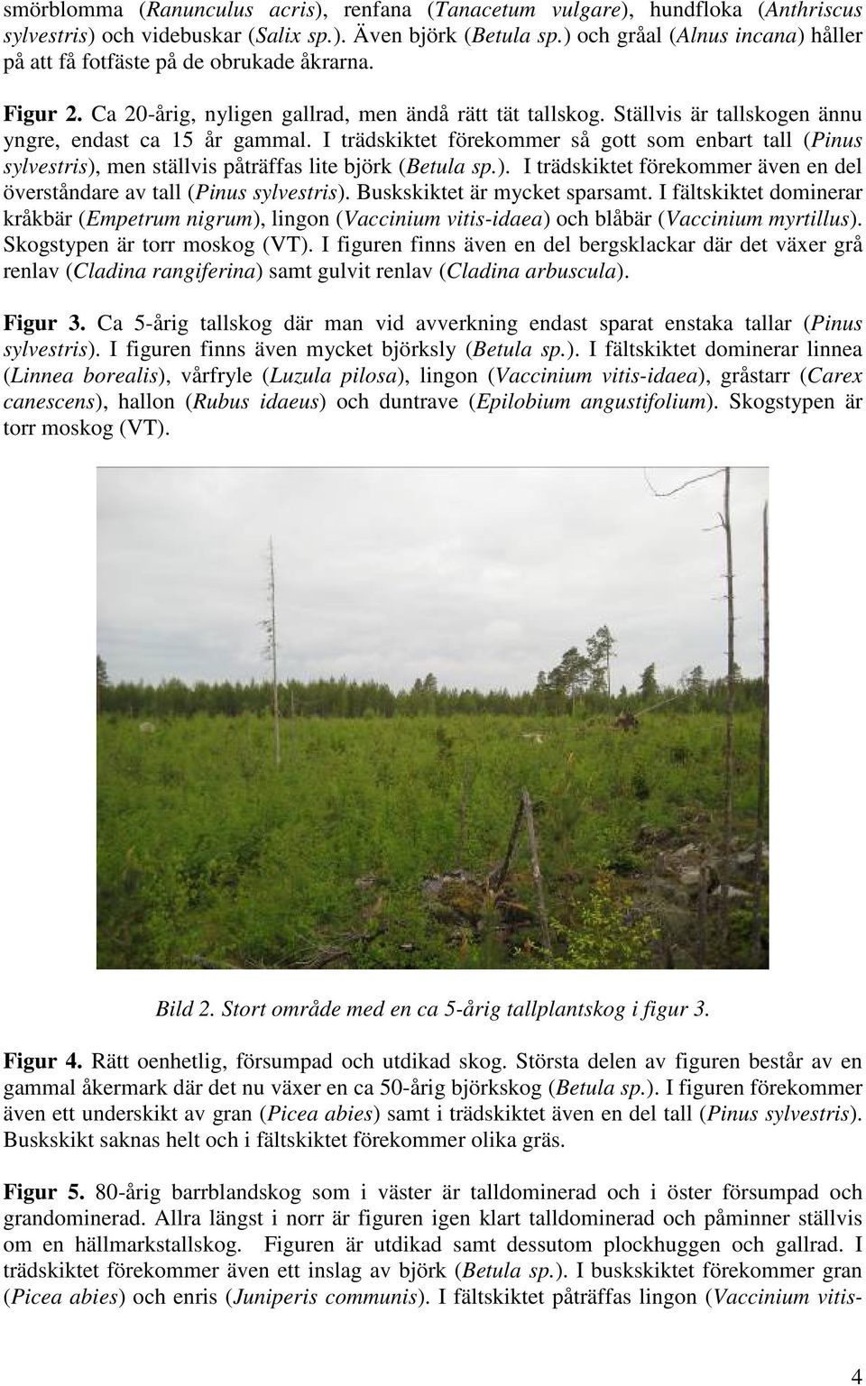 Ställvis är tallskogen ännu yngre, endast ca 15 år gammal. I trädskiktet förekommer så gott som enbart tall (Pinus sylvestris),