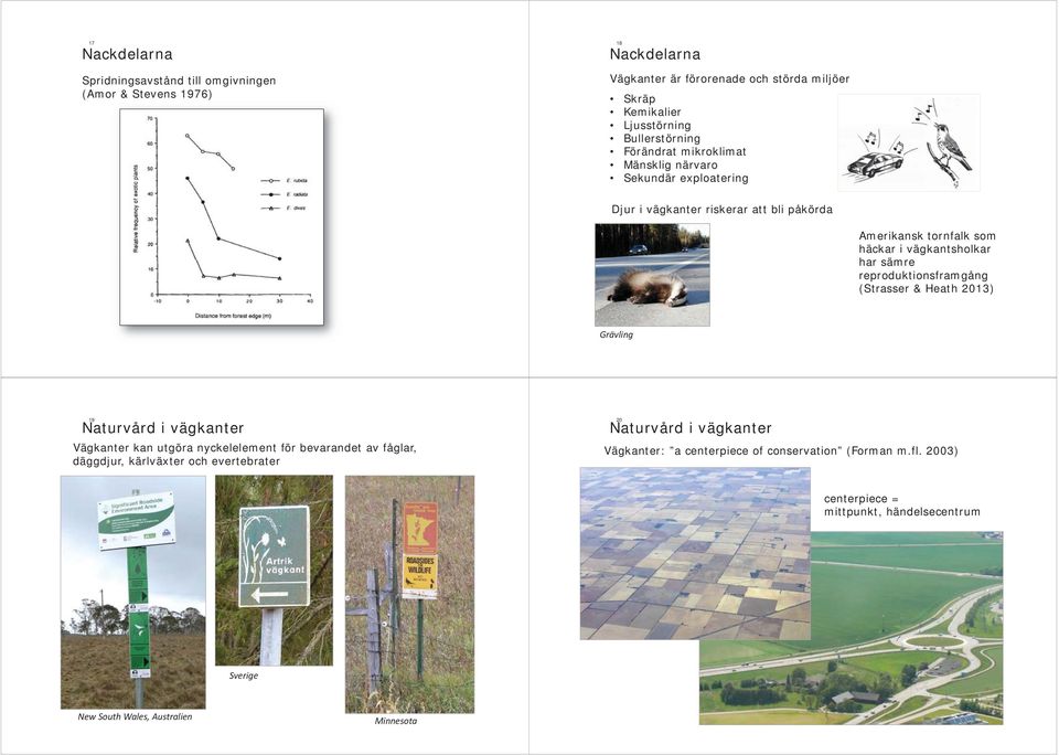 vägkantsholkar har sämre reproduktionsframgång (Strasser & Heath 2013) Grävling 19 Vägkanter kan utgöra nyckelelement för bevarandet av fåglar, däggdjur,