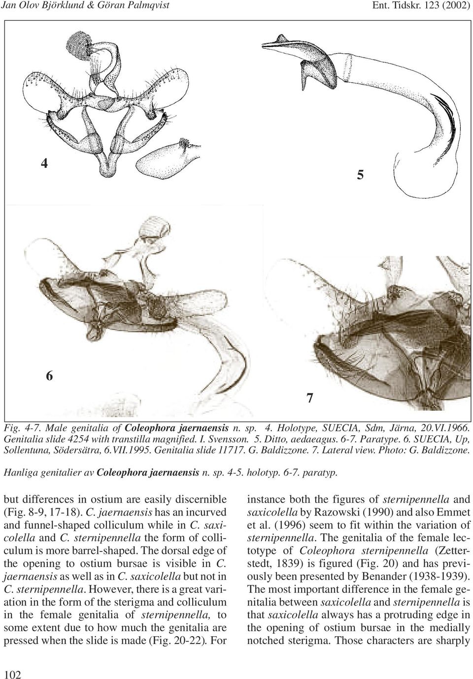 holotyp. 6-7. paratyp. but differences in ostium are easily discernible (Fig. 8-9, 17-18). C. jaernaensis has an incurved and funnel-shaped colliculum while in C. saxicolella and C.