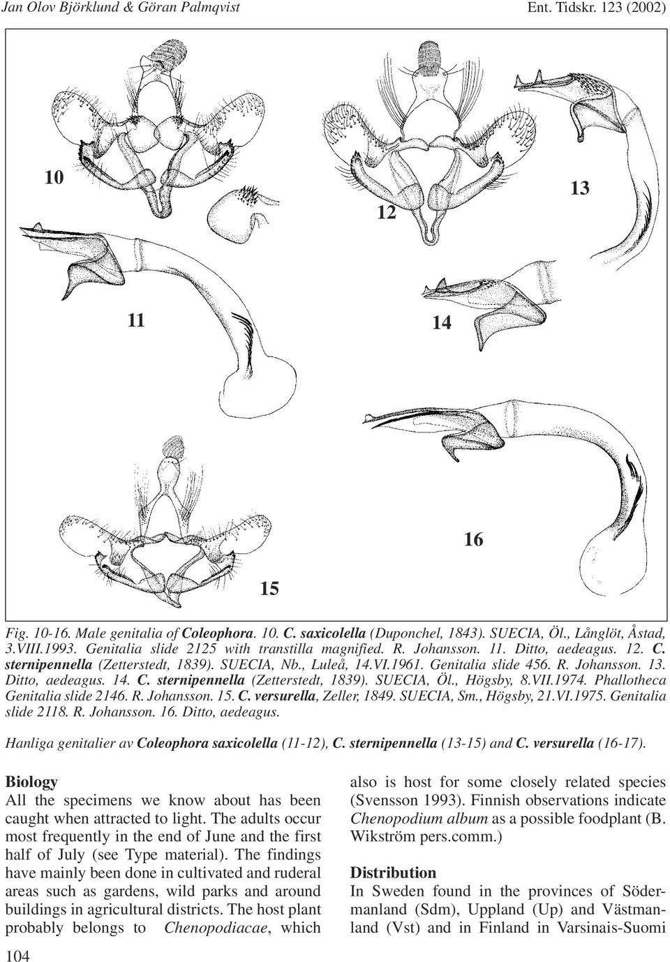 Ditto, aedeagus. 14. C. sternipennella (Zetterstedt, 1839). SUECIA, Öl., Högsby, 8.VII.1974. Phallotheca Genitalia slide 2146. R. Johansson. 15. C. versurella, Zeller, 1849. SUECIA, Sm., Högsby, 21.