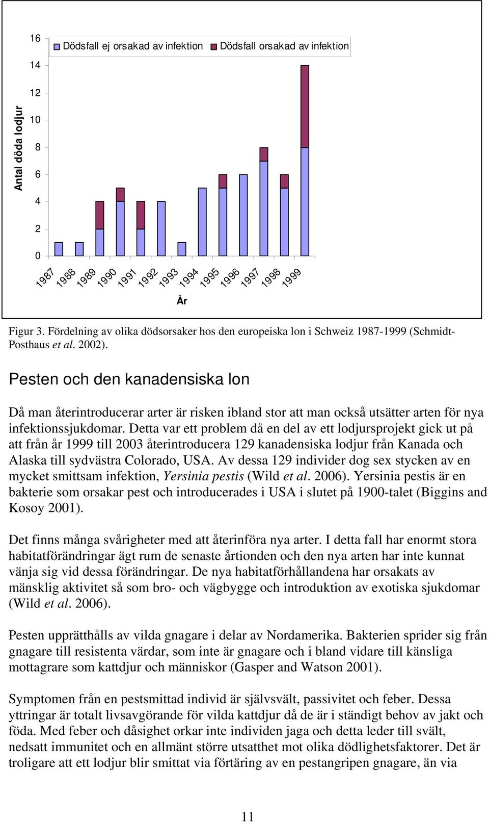Pesten och den kanadensiska lon Då man återintroducerar arter är risken ibland stor att man också utsätter arten för nya infektionssjukdomar.
