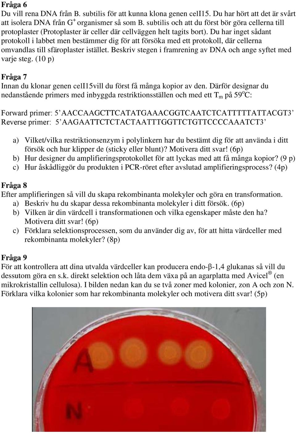 Du har inget sådant protokoll i labbet men bestämmer dig för att försöka med ett protokoll, där cellerna omvandlas till sfäroplaster istället.