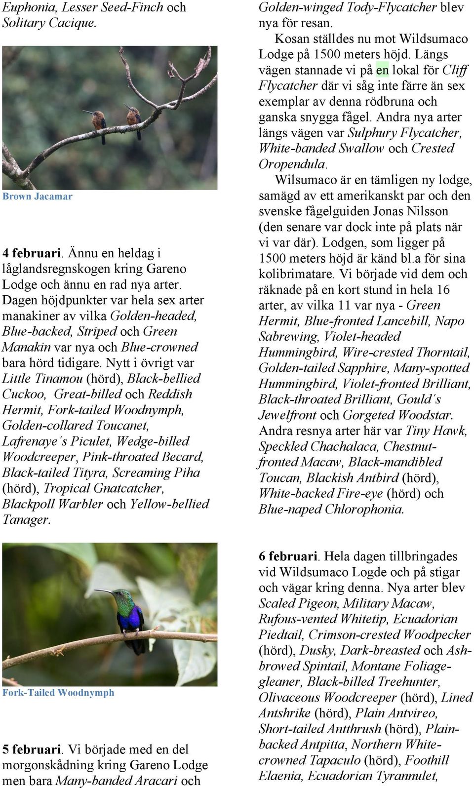Nytt i övrigt var Little Tinamou (hörd), Black-bellied Cuckoo, Great-billed och Reddish Hermit, Fork-tailed Woodnymph, Golden-collared Toucanet, Lafrenaye s Piculet, Wedge-billed Woodcreeper,