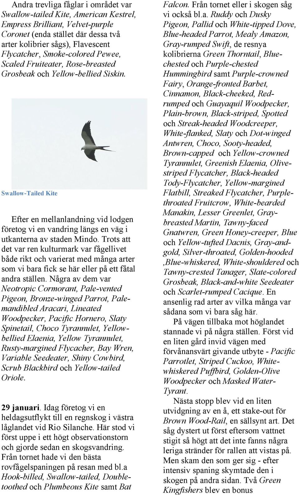 Swallow-Tailed Kite Efter en mellanlandning vid lodgen företog vi en vandring längs en väg i utkanterna av staden Mindo.