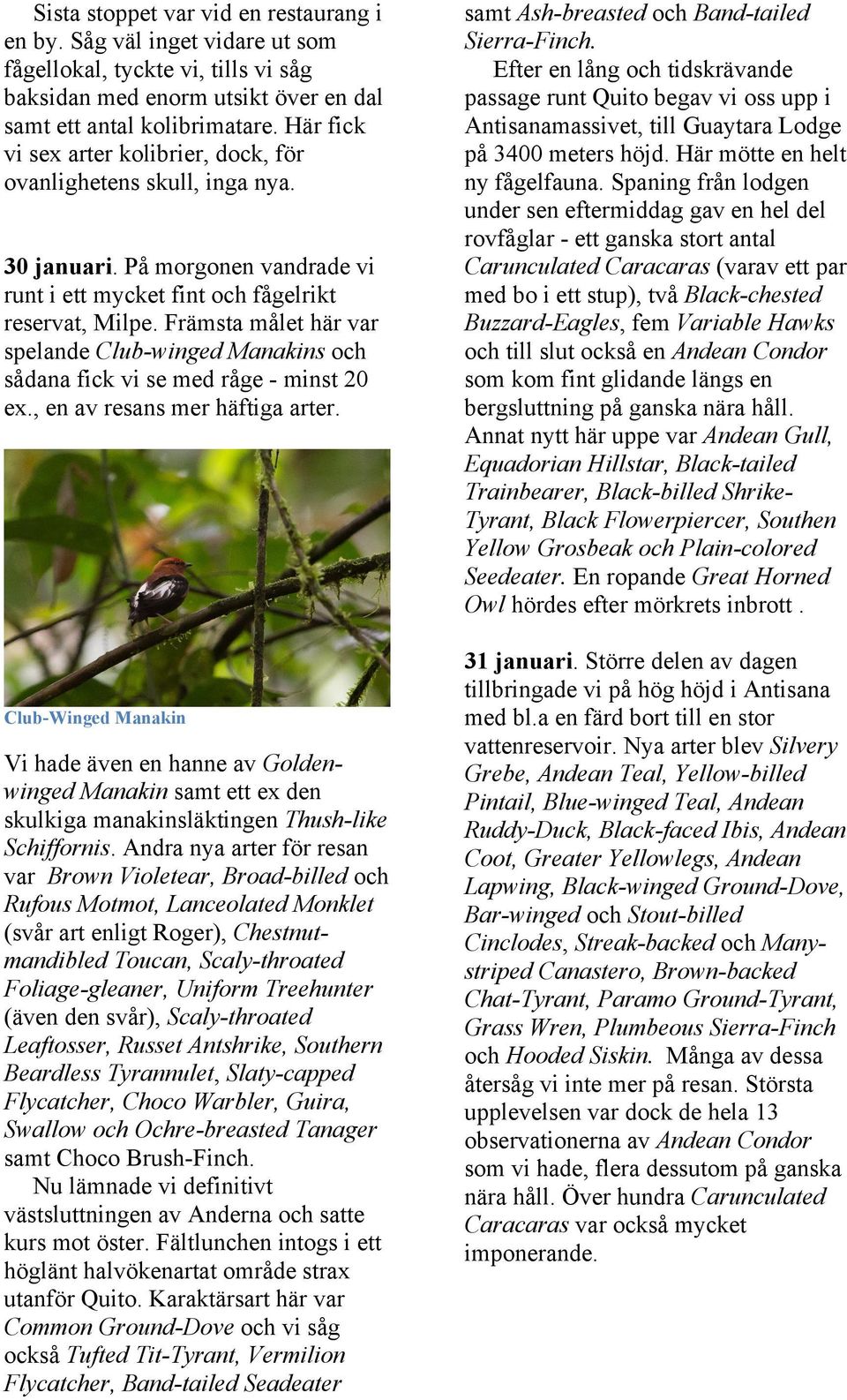 Främsta målet här var spelande Club-winged Manakins och sådana fick vi se med råge - minst 20 ex., en av resans mer häftiga arter.
