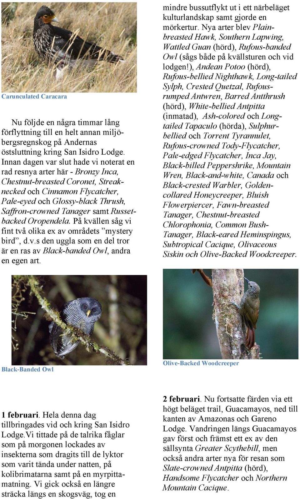 samt Russetbacked Oropendela. På kvällen såg vi fint två olika ex av områdets mystery bird, d.v.s den uggla som en del tror är en ras av Black-banded Owl, andra en egen art.