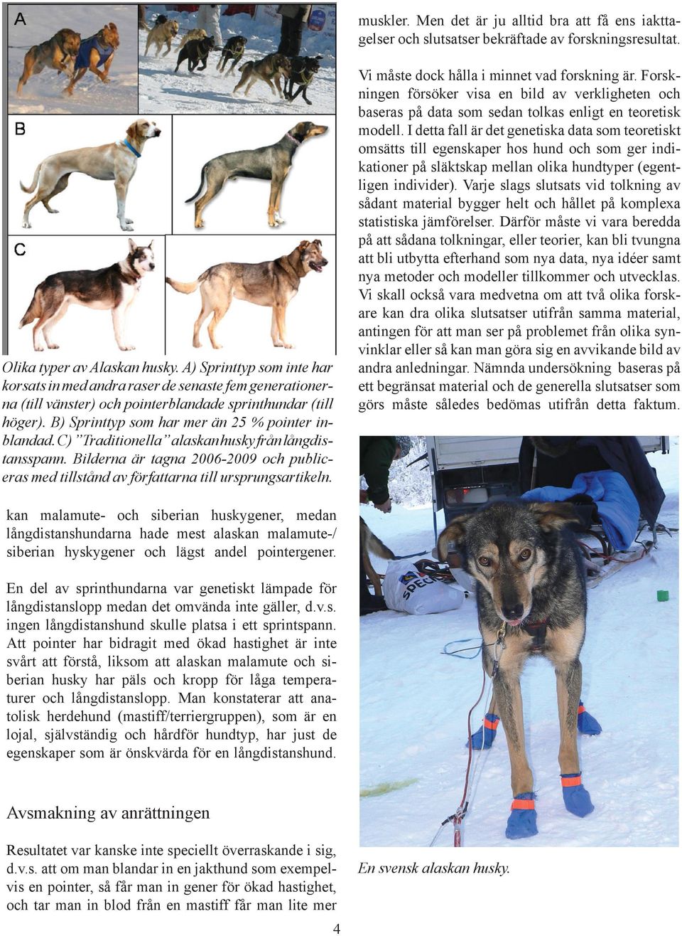 C) Traditionella alaskan husky från långdistansspann. Bilderna är tagna 2006-2009 och publiceras med tillstånd av författarna till ursprungsartikeln. Vi måste dock hålla i minnet vad forskning är.