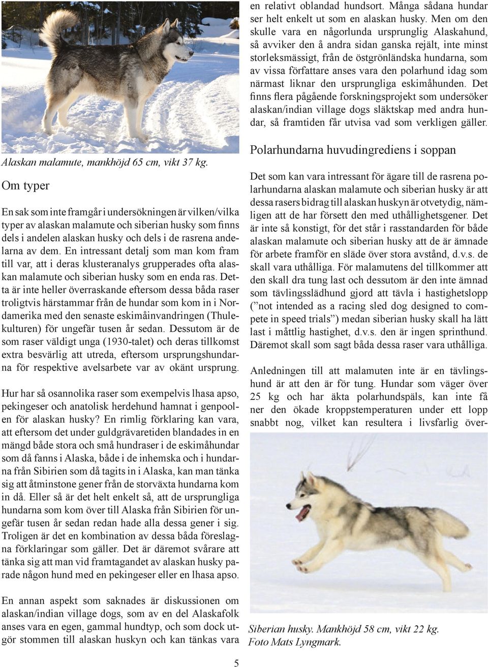 vara den polarhund idag som närmast liknar den ursprungliga eskimåhunden.