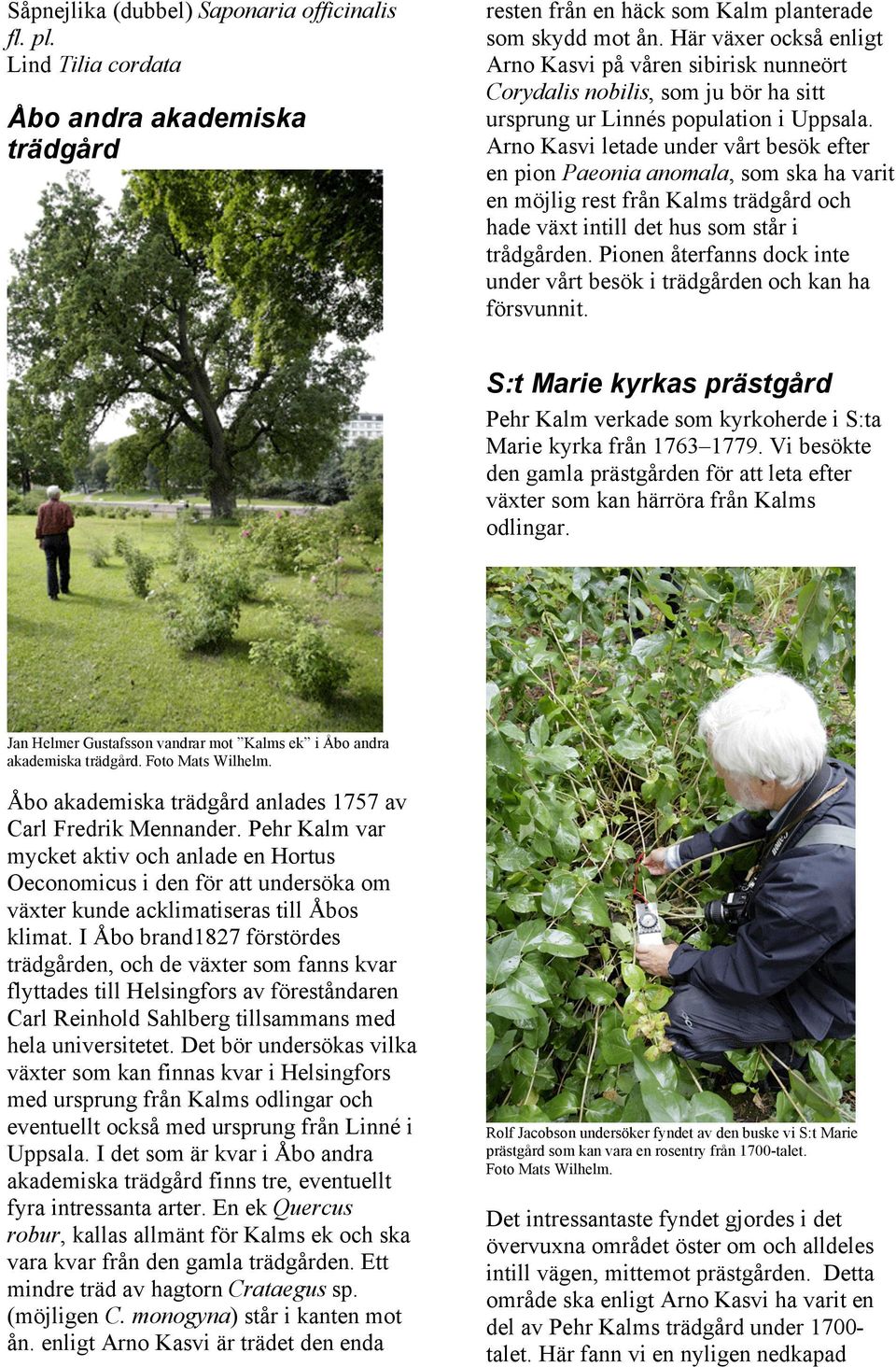 Arno Kasvi letade under vårt besök efter en pion Paeonia anomala, som ska ha varit en möjlig rest från Kalms trädgård och hade växt intill det hus som står i trådgården.