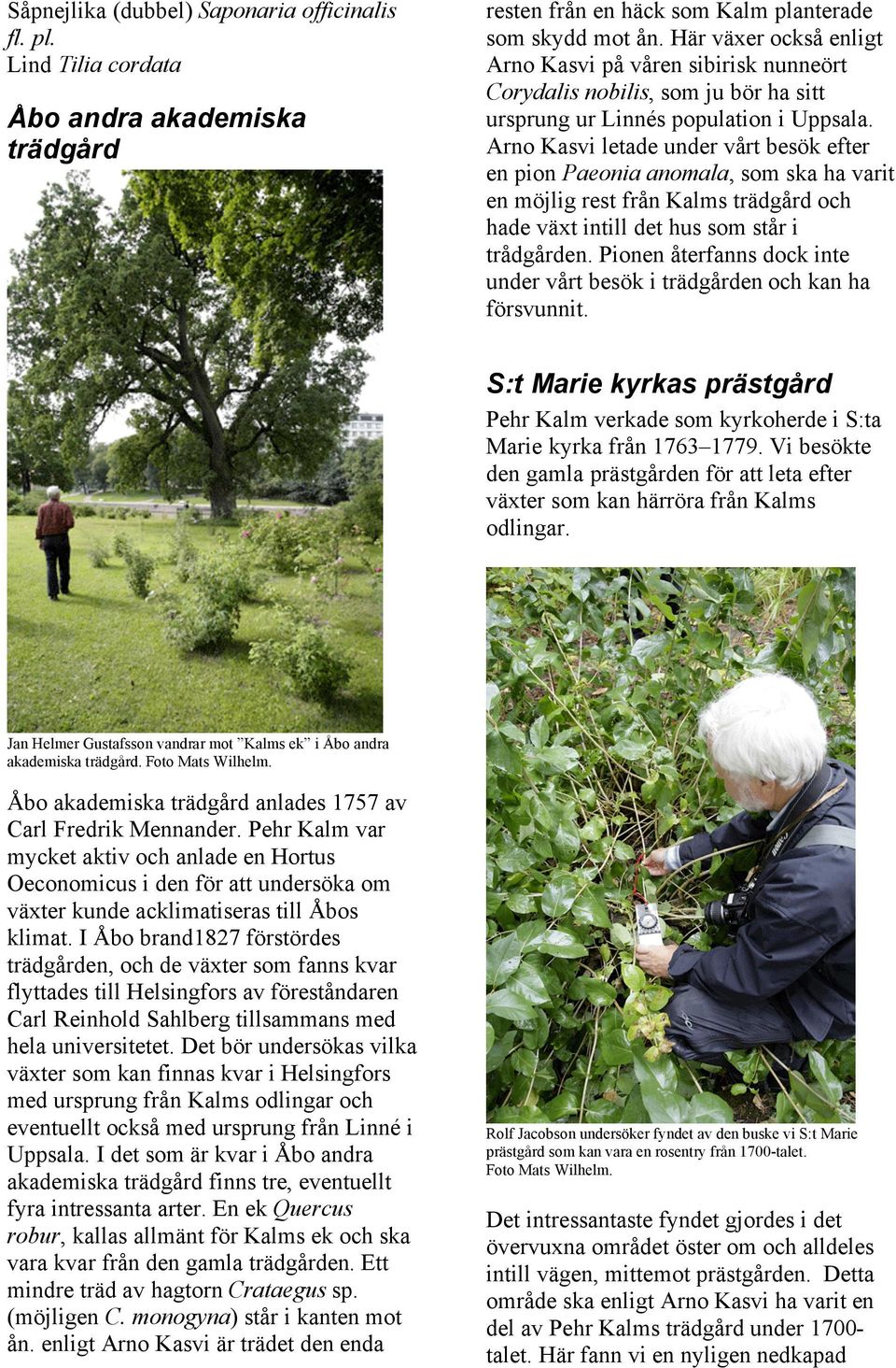 Arno Kasvi letade under vårt besök efter en pion Paeonia anomala, som ska ha varit en möjlig rest från Kalms trädgård och hade växt intill det hus som står i trådgården.