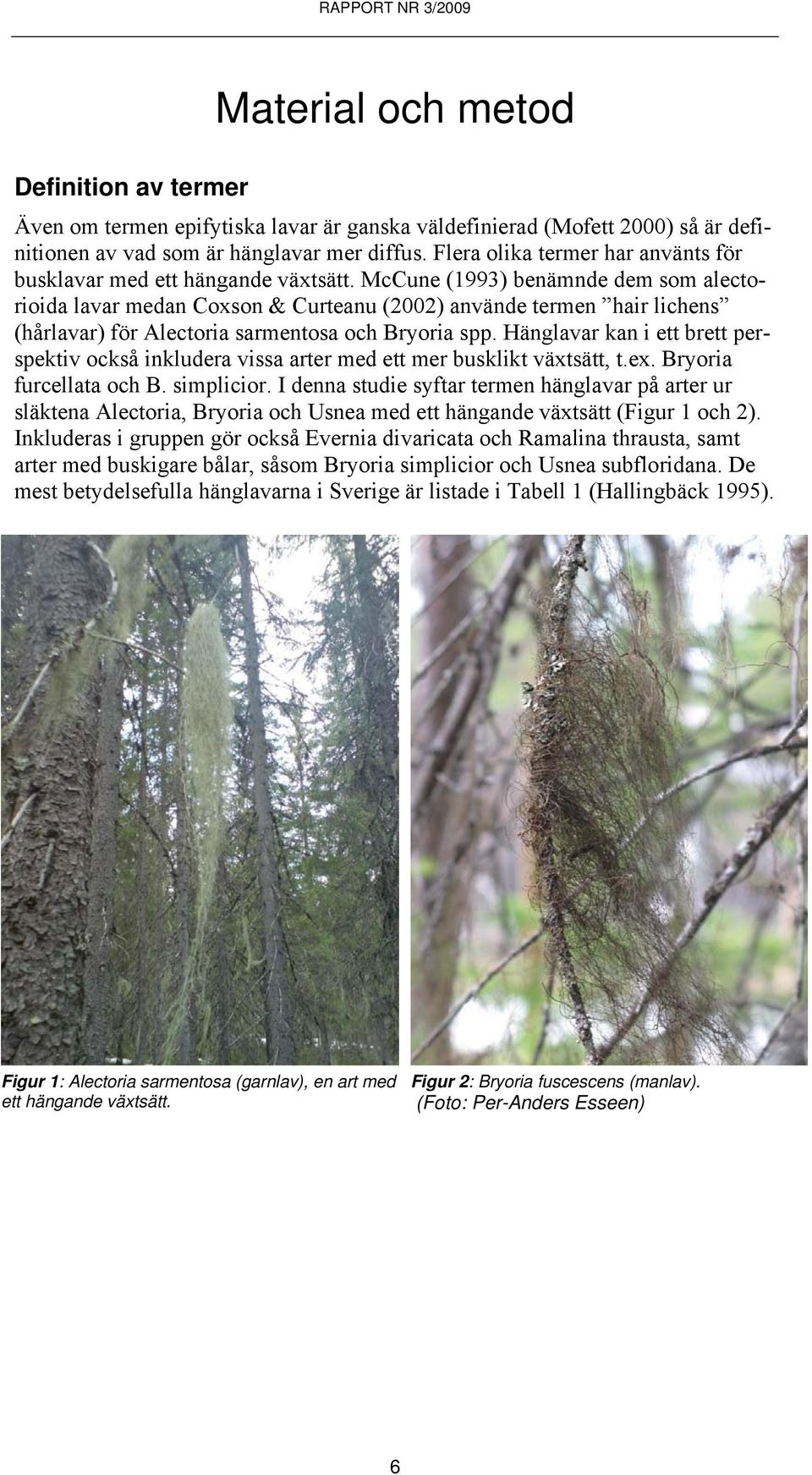 McCune (1993) benämnde dem som alectorioida lavar medan Coxson & Curteanu (2002) använde termen hair lichens (hårlavar) för Alectoria sarmentosa och Bryoria spp.