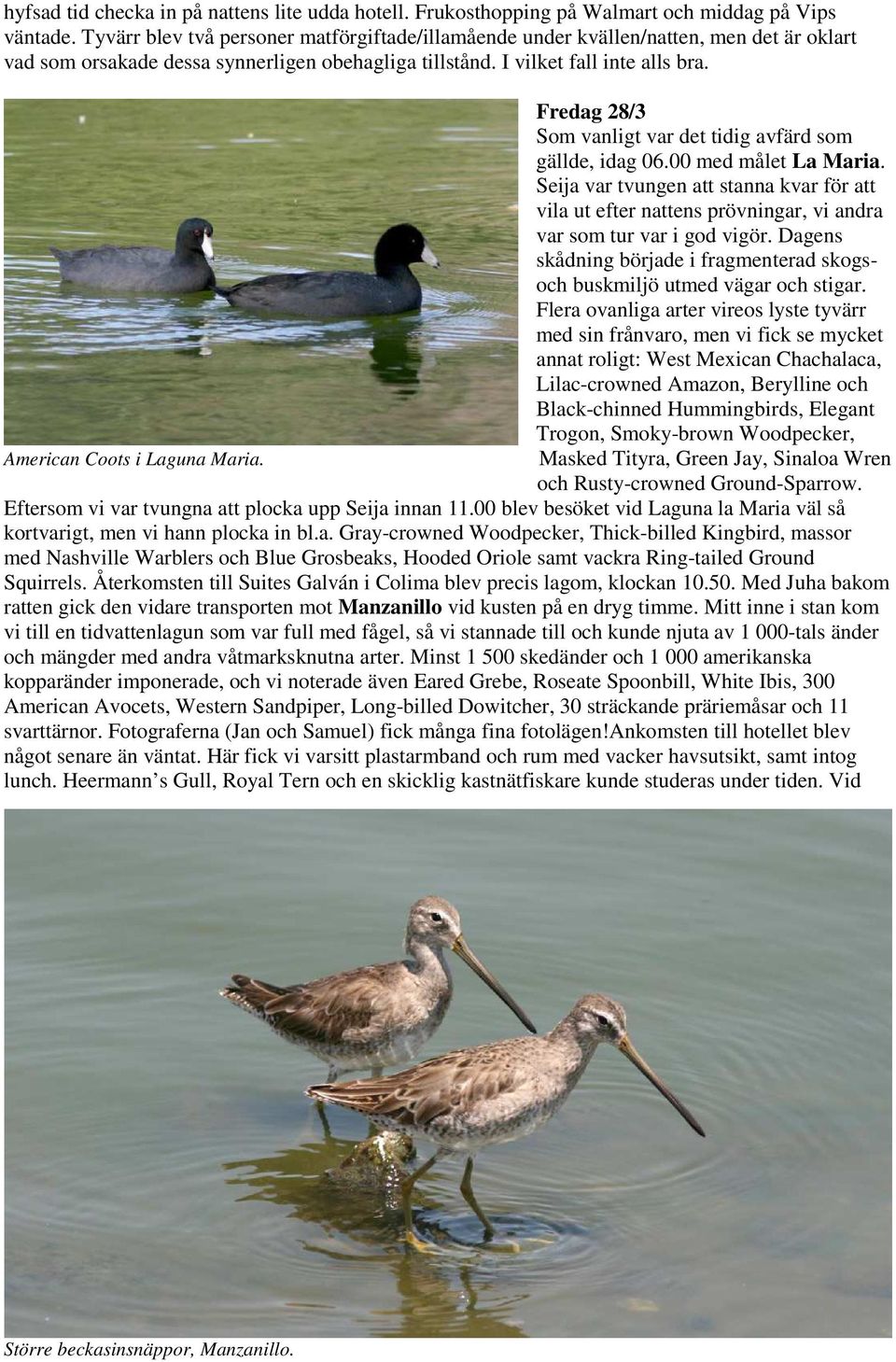 American Coots i Laguna Maria. Fredag 28/3 Som vanligt var det tidig avfärd som gällde, idag 06.00 med målet La Maria.