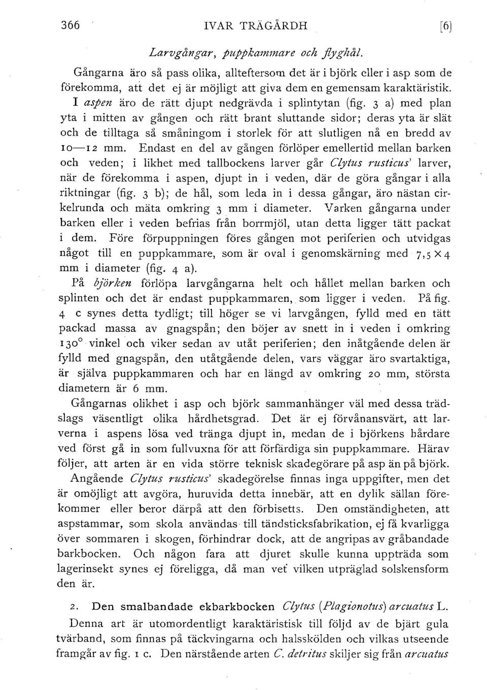 I aspen äro de rätt djupt nedgrävda i splintytan (fig.
