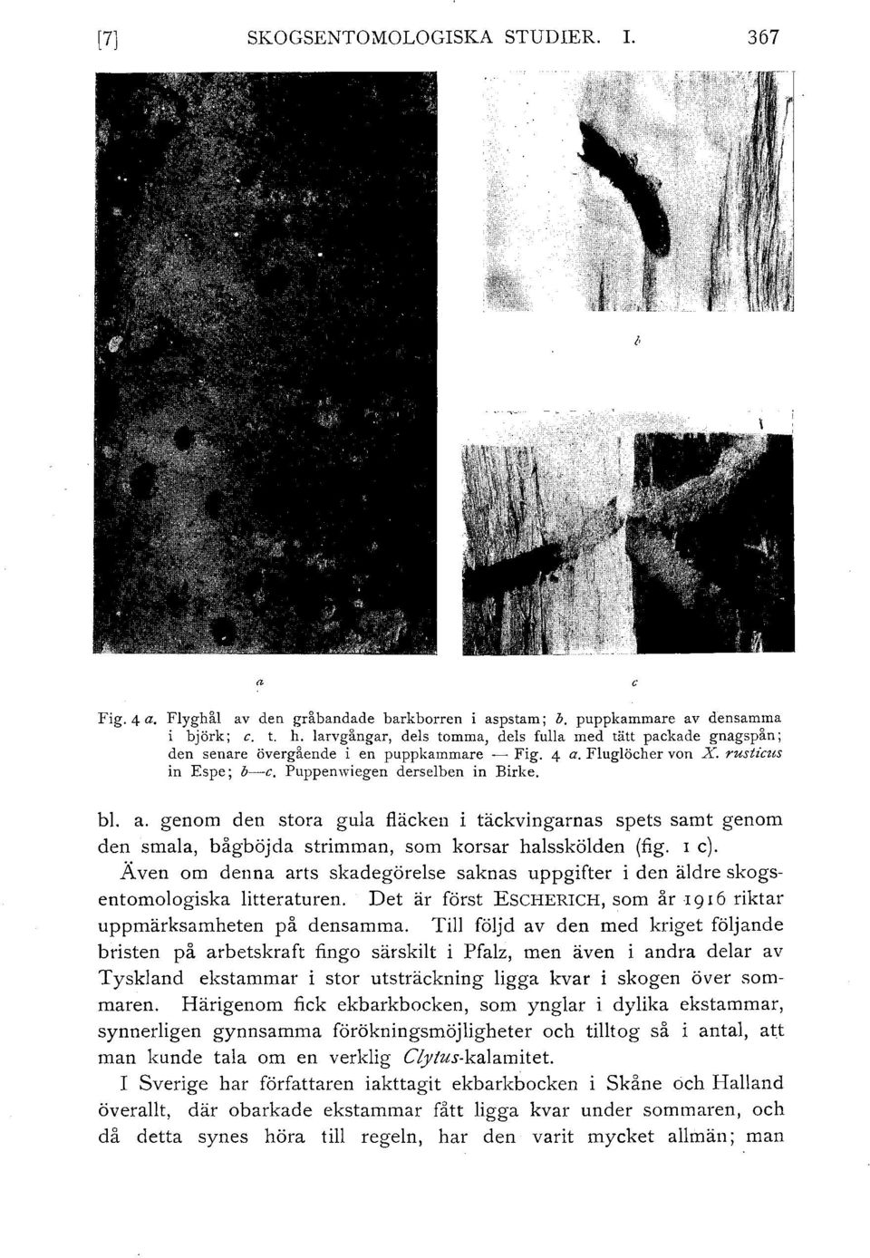 Fluglöcher von X. rusticus in Espe; o-c. Puppenwiegen derselben in Birke. bl. a.
