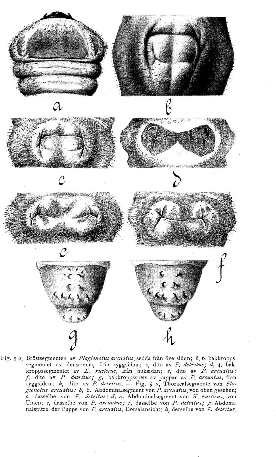 detritu', - Fig. S a, Thoracalsegmente von Plagz'onotus arcuatus; b, 6. Abdominalsegment von P. arcuatus, von oben gesehen; c, dassel be von P.