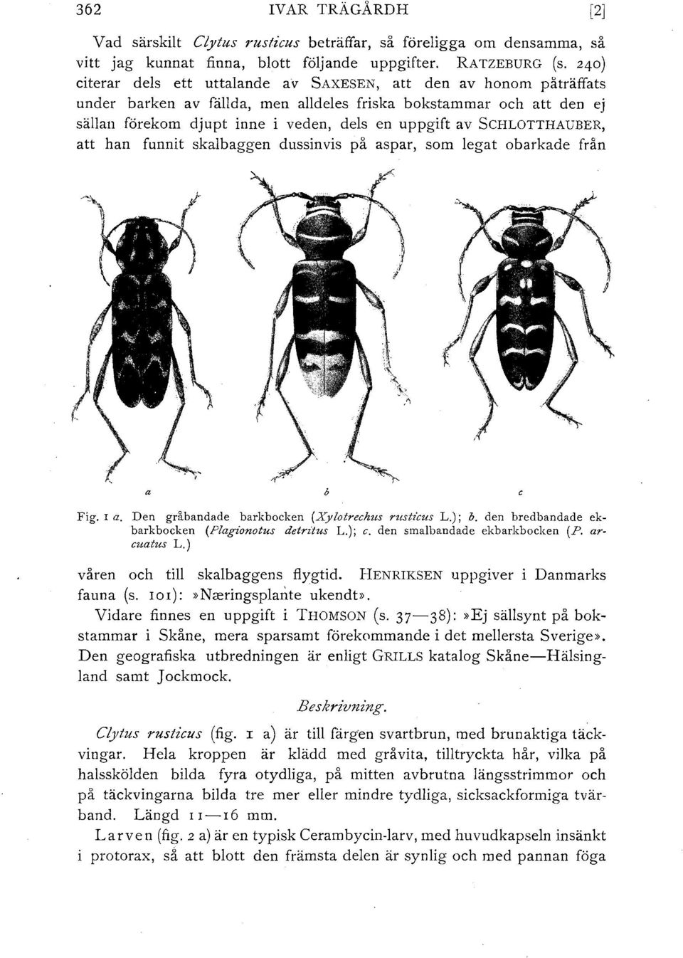 SCHLOTTHAUBER, att han funnit skalbaggen dussinvis på aspar, som legat obarkade från a Fig. I a. Den gråbandade barkbocken (Xylotrechus rustz'cus L.); b.