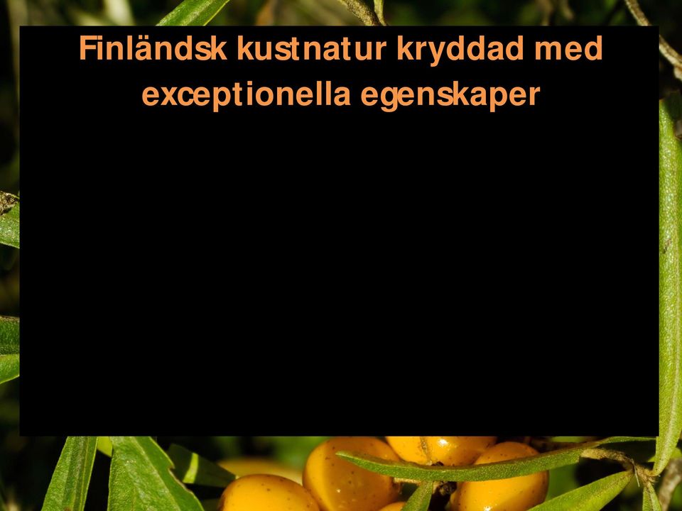 Den karga skärgården är som Lappland mitt i Finland.