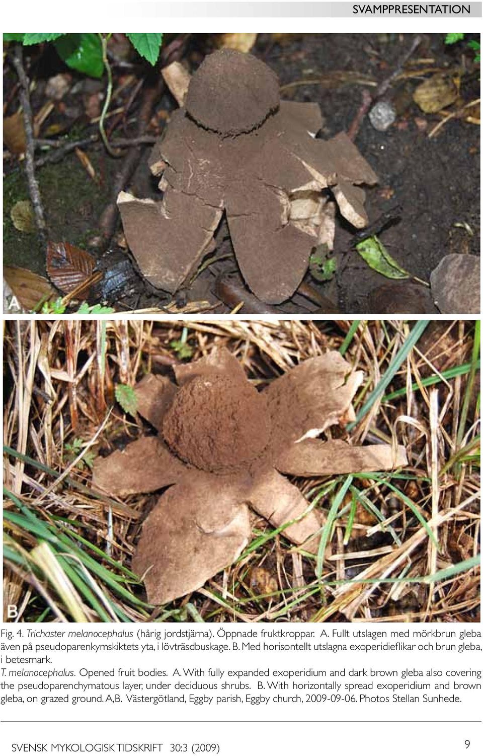 Med horisontellt utslagna exoperidieflikar och brun gleba, i betesmark. T. melanocephalus. Opened fruit bodies. A.