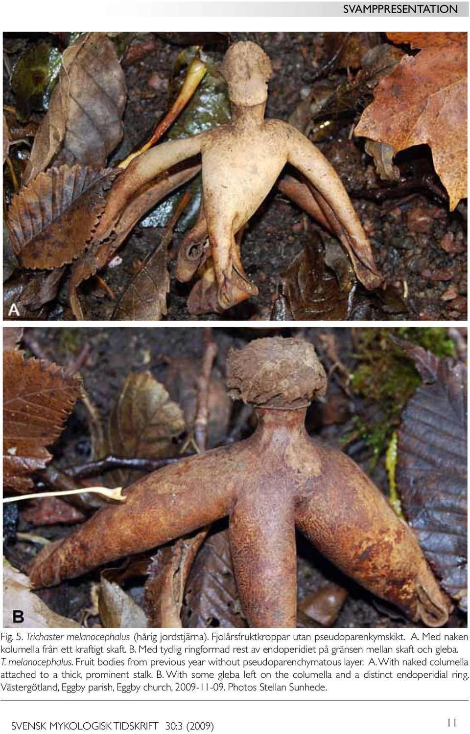 Fruit bodies from previous year without pseudoparenchymatous layer. A. With naked columella attached to a thick, prominent stalk. B.