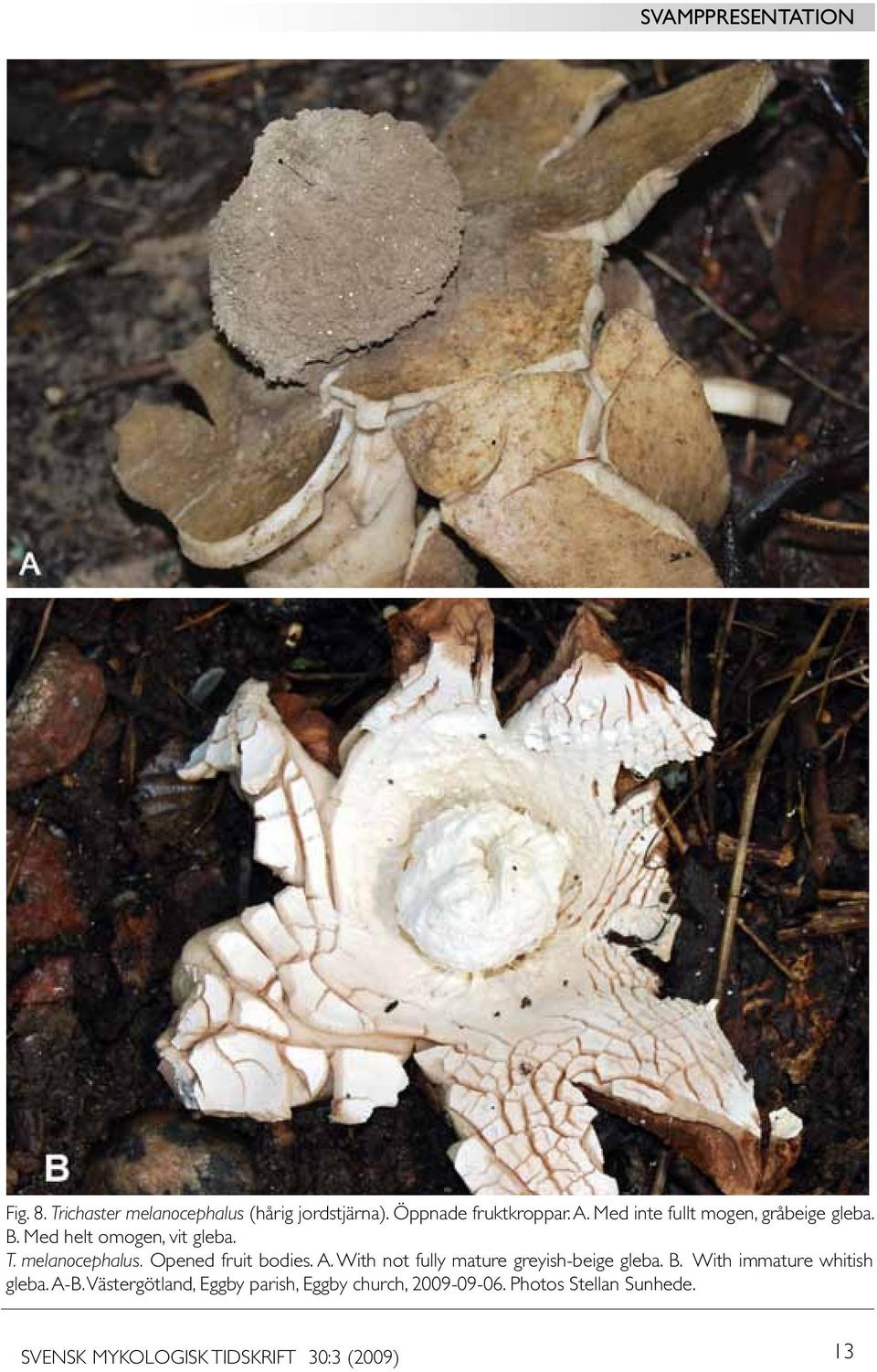 Opened fruit bodies. A. With not fully mature greyish-beige gleba. B. With immature whitish gleba.