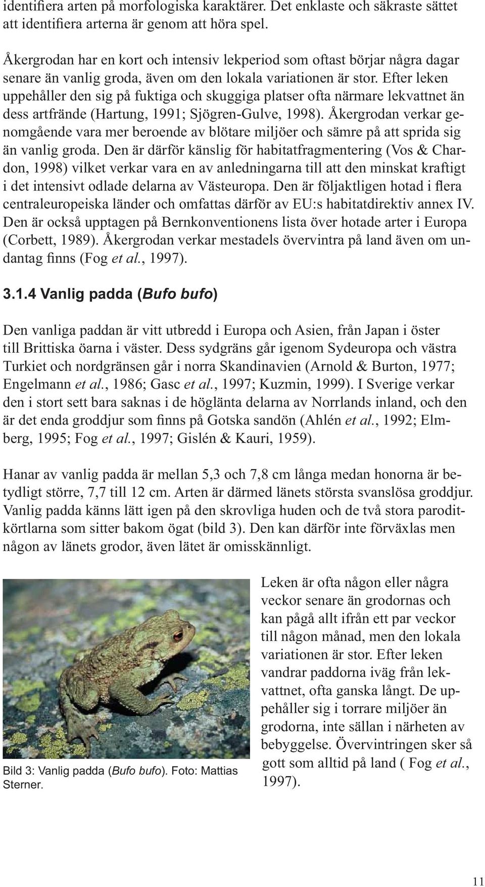 Efter leken uppehåller den sig på fuktiga och skuggiga platser ofta närmare lekvattnet än dess artfrände (Hartung, 1991; Sjögren-Gulve, 1998).