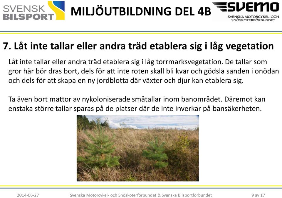 De tallar som gror här bör dras bort, dels för att inte roten skall bli kvar och gödsla sanden i onödan och dels för att