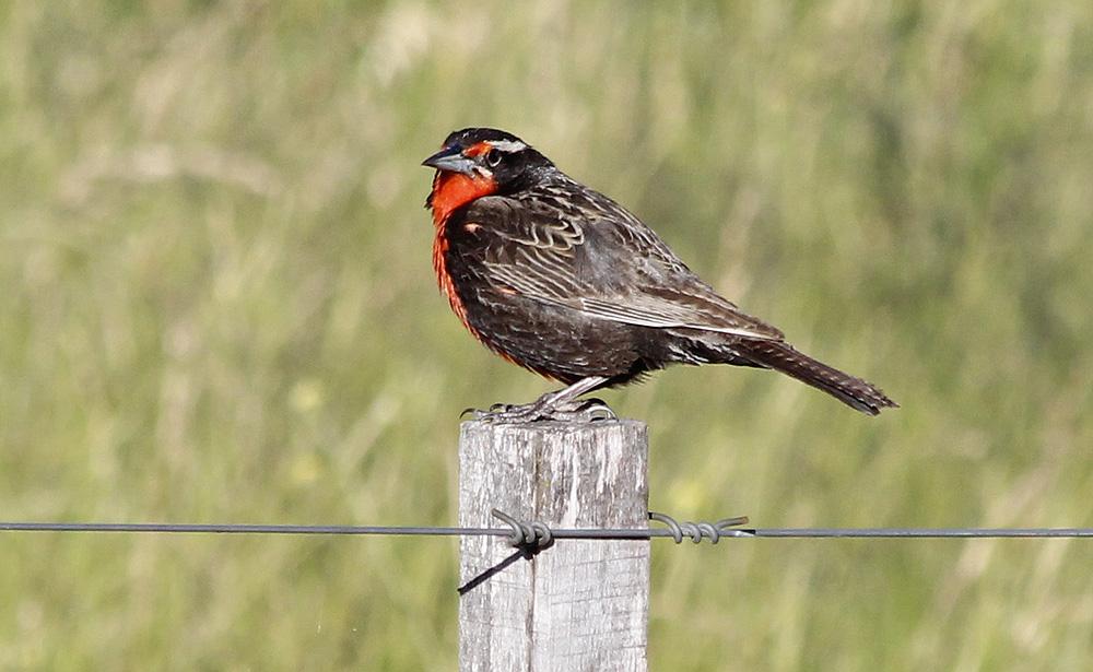 Long-tailed Meadowlark. Foto: Nils-Åke Andersson Artlista fåglar 1 Lesser Rhea Rhea pennata garleppi (NT) 7 Laguna de Pozuelo 10.12. 2 Huayco Tinamou Rhynchotus maculicollis 2 hörda Infernillo Pass 2.
