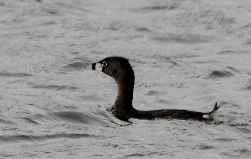 17 Cinnamon Teal Anas cyanoptera cyanoptera 5 El Mollar 2.12, 10 Cafayate 4.12, 20 Cabra Corral 4.12 och 1 Laguna de Pozuelo 10.12. 18 Red Shoveler Anas platalea 9 El Mollar 2.12, 1 Cafayate 4.