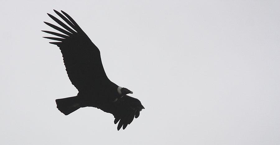 37 Wood Stork Mycteria americana 2 Campo Alegre 6.12, 1 Calilegua NP 6.12 och 1 där 7.12 och 1 Yala 11.12. 38 Neotropic Cormorant Phalacrocorax brasilianus brasilianus Sedd 10 dagar av 17 med första observation längs vägen 28.