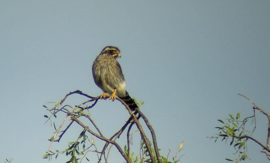 140 Toco Toucan Ramphastos toco albogularis Upp till 10 Calilegua NP 6-8.12. 141 White-barred Piculet Picumnus cirratus 4 Yala 10.12 och 1 där 11.12. tucumanus: 2 Capilla del Monte 29.11. thamnophiloides: 1 hörd Cornisa Road N 6.