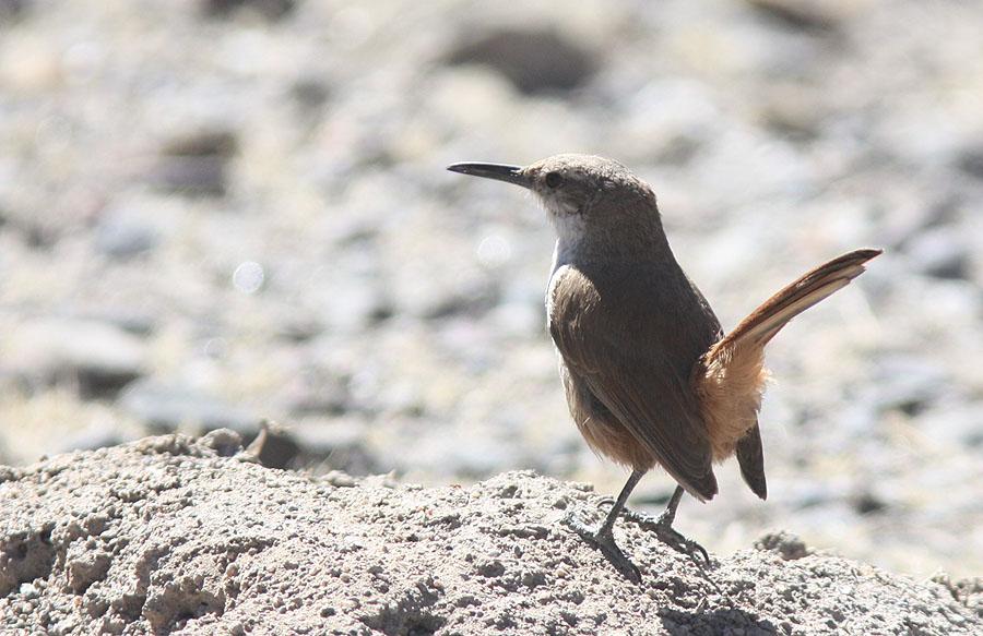 180 Sandy Gallito Teledromas fuscus Endemisk 1+1 hörd Cafayate 4.12. 181 Zimmer's Tapaculo Scytalopus zimmeri 1+1 hörd Cuesta del Obispo 5.12. 182 White-browed Tapaculo Scytalopus superciliaris superciliaris Endemisk 2 Infernillo Pass 2.