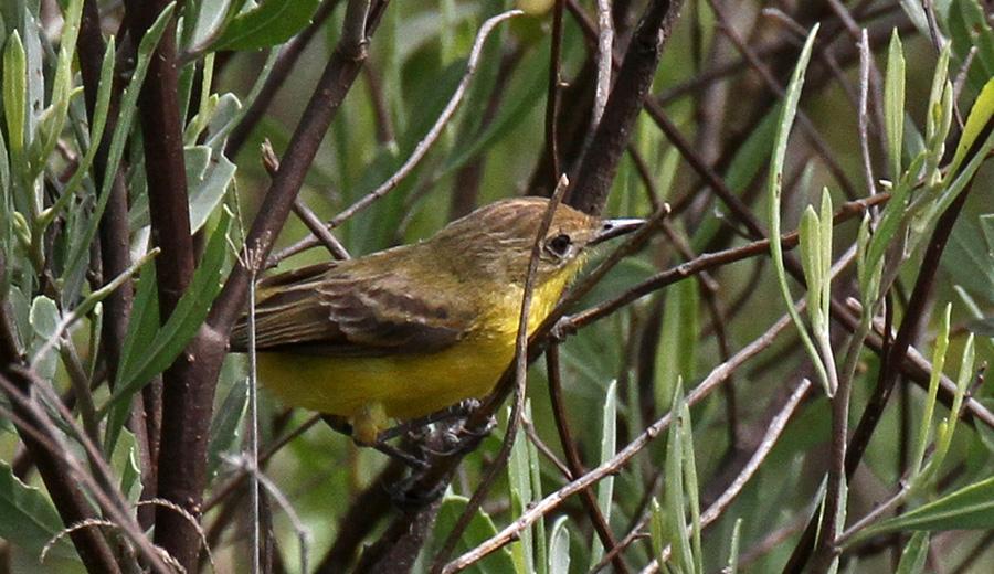 221 Steinbach's Canastero Pseudasthenes steinbachi Endemisk 2 Cafayate 4.12. 222 Bay-capped Wren-Spinetail Spartonoica maluroides (NT) 1 hörd Costanera Sur 12.12. 223 Brown Cacholote Pseudoseisura lophotes Upp till 5 Capilla del Monte 28 30.