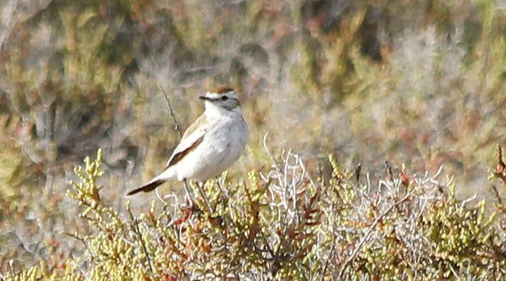 266 Yellow-browed Tyrant Satrapa icterophrys 2 El Mollar 2.12 och 1 där 3.12 och 2 Yala 10.12 och 1 där 11.12. 267 Spot-billed Ground-Tyrant Muscisaxicola maculirostris maculirostris 2 Infernillo Pass 3.