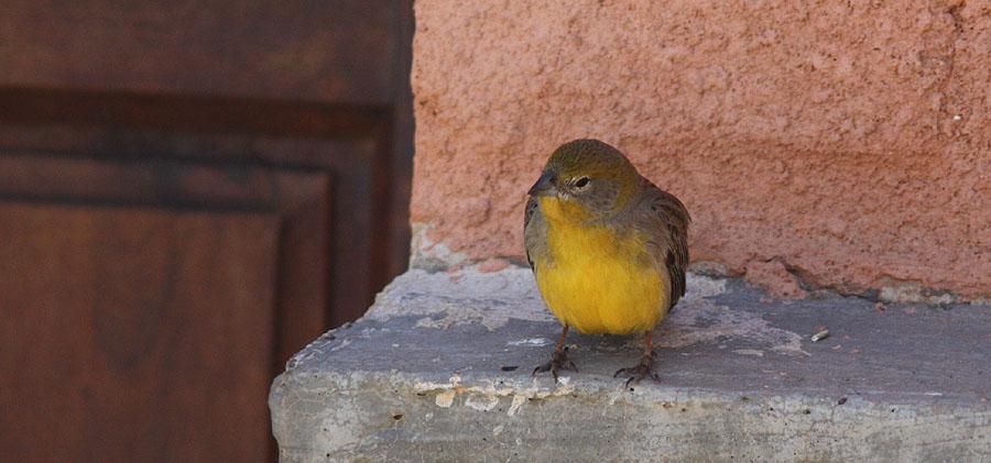 344 Common Diuca-Finch Diuca diuca crassirostris 5 Yavi 9.12 och 1 La Quiaca 10.12. 345 Black-crested Finch Lophospingus pusillus 8 Dean Funes 1.12. 346 Rufous-sided Warbling-Finch Poospiza hypochondria affinis 2 Infernillo Pass 3.