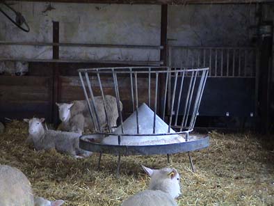 10 Figur 9. Foderband, inmatning Tackor som är avskiljda med sina lamm utfodras direkt på bädden med samma fodermix.