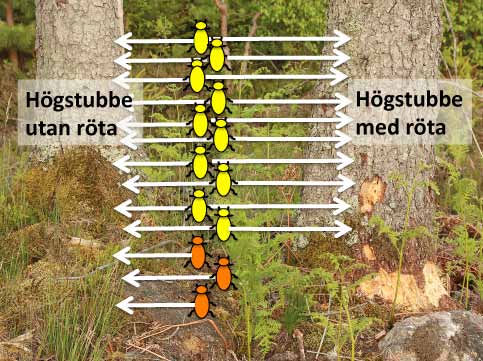 Det räcker inte med att lämna högstubbar med röta Ett referat av: Abrahamsson, M., Lindbladh, M. & Rönnberg, J. 2008.