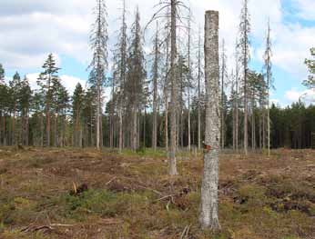 Högstubbar av gran värdefulla både i och utanför biologiska kärnområden i sydligaste Sverige Ett referat av: Abrahamsson, M., Jonsell, M., Niklasson, M. & Lindbladh, M. 2009.