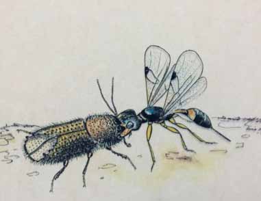 Högstubbar viktiga för parasiter på barkborre Ett referat av: Hedgren, P. O. 2007. Early arriving saproxylic beetles (Coleoptera) and parasitoids (Hymenoptera) in low and high stumps of Norway spruce.