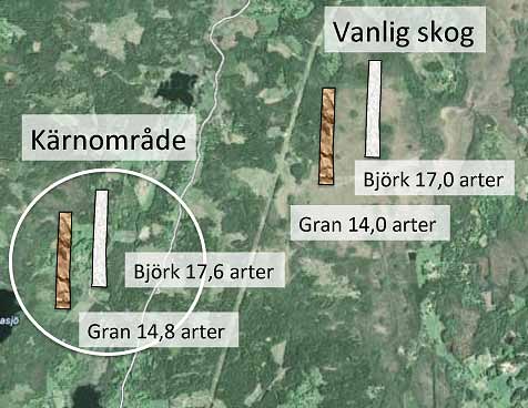 Ungefär lika många arter skalbaggar på högstubbar inom som utanför kärnområden Ett referat av: Lindbladh, M., Abrahamsson, M., Seedre, M. & Jonsell, M. 2007.