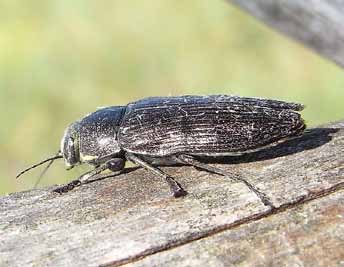Högstubbar är yngelplats för många vedlevande skalbaggar Ett referat av: Lindhe, A. & Lindelöw, Å. 2004. Cut high stumps of spruce, birch, aspen and oak as breeding substrates for saproxylic beetles.