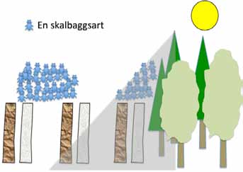Skalbaggar på solexponerade och skuggade högstubbar av fyra trädslag Ett referat av: Lindhe, A., Lindelöw, Å. & Åsenblad, N. 2005.