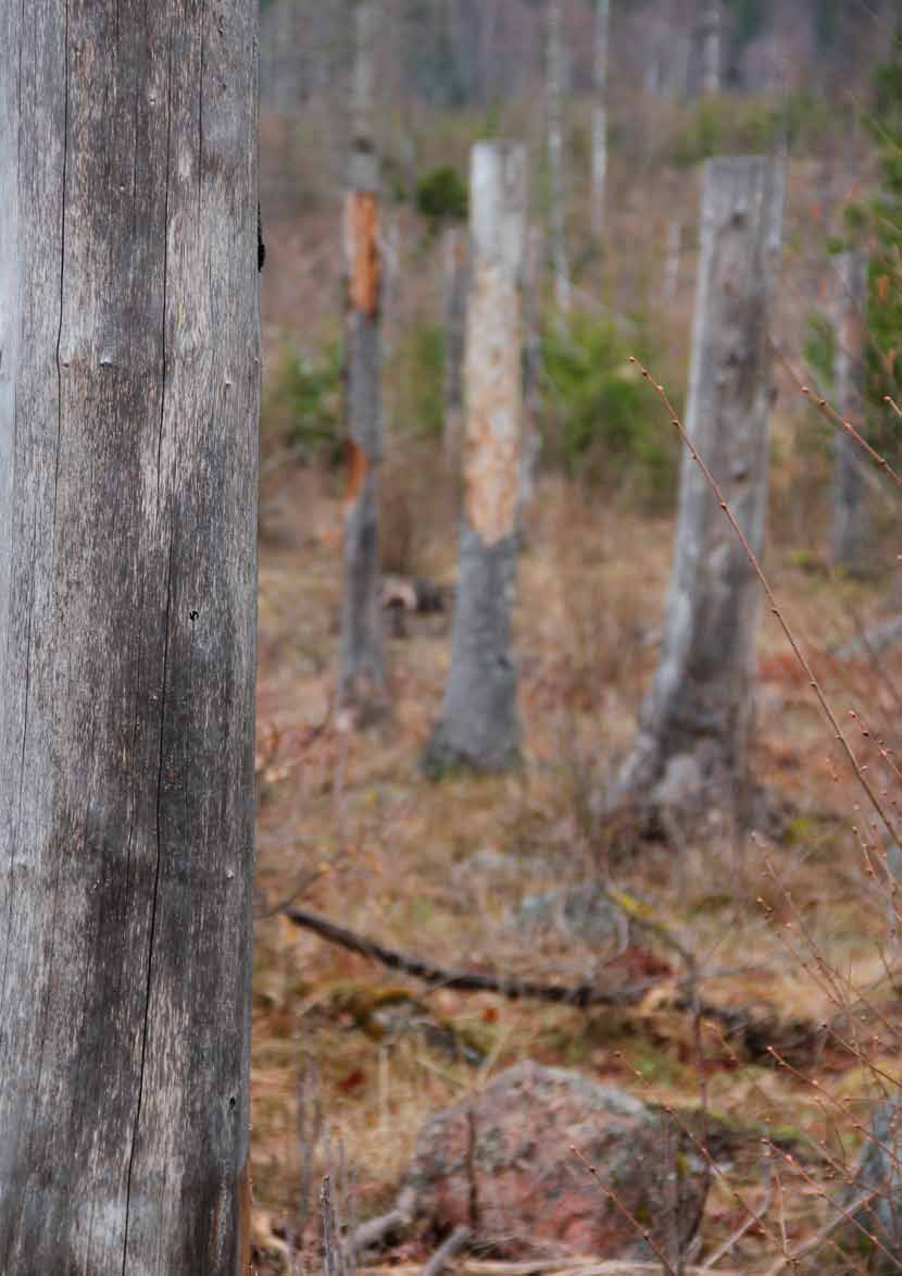 Refererade källor 1. Abrahamsson, M. & Lindbladh, M. 2006. A comparison of saproxylic beetle occurrence between man-made high- and low-stumps of spruce (Picea abies).