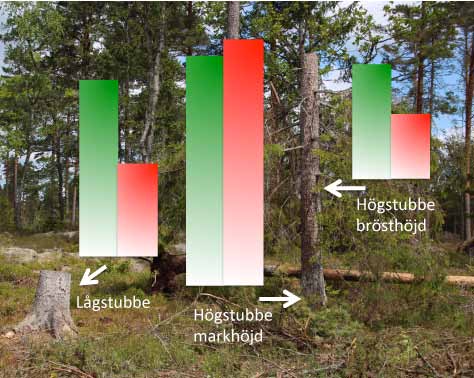 Höga och låga stubbar av gran erbjuder olika livsmiljöer Ett referat av: Abrahamsson, M. & Lindbladh, M. 2006.