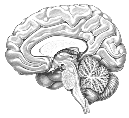 Kod:. 15. (3p) Vad heter hjärnstammens tre huvuddelar? Markera också delarna i bilden nedan! 1. 2. 3. 16. (1p) Vilken typ av funktion styr cerebellum i huvudsak?