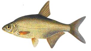 Asp (Aspius aspius) Asp är den mest storvuxna karpfisken som finns i Sverige.