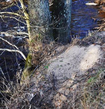 Deposition på svämplanet Sker i samband med höga flöden Föryngrar de terrestra ekosystemen runt fåran Avsätter sediment som annars